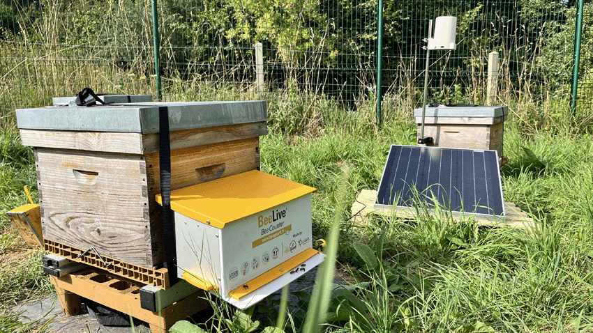 你知道贝格尔吗？蜜蜂保存服务的人工智能