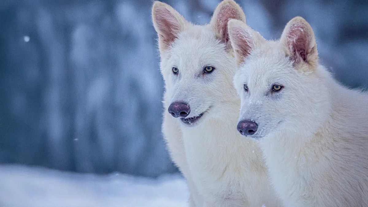 Colossal's genetically engineered wolves live in captivity. (Image credit: Colossal Biosciences)