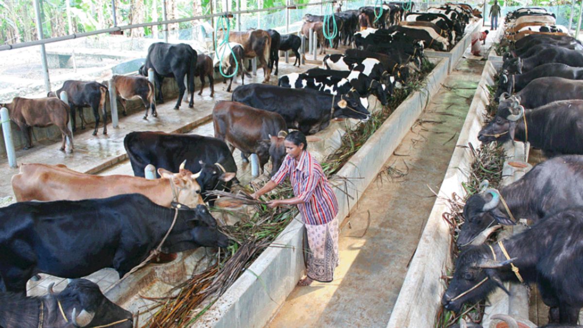 Dairy farming vs corporate slavery