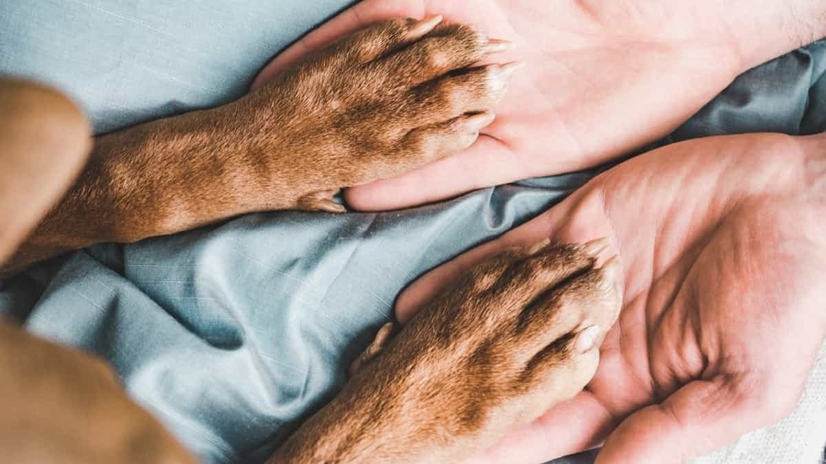 獸醫揭露：臨終前動物的反應，讓人心碎