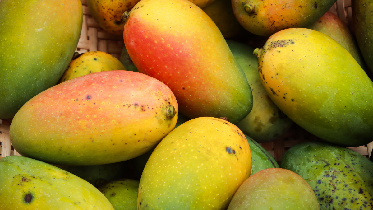 mangoes, US, UK, Export, economy, APEDA, USDA, APHIS