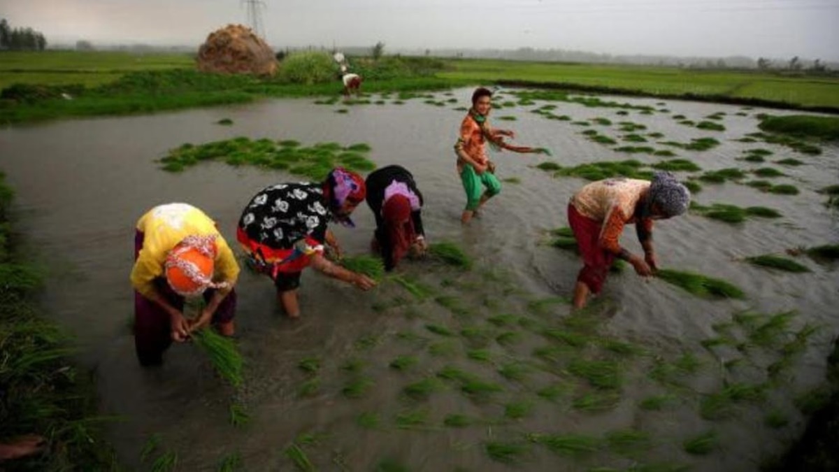 paddy, MSP, minimum support prices, kharif crops, India Meteorological Department