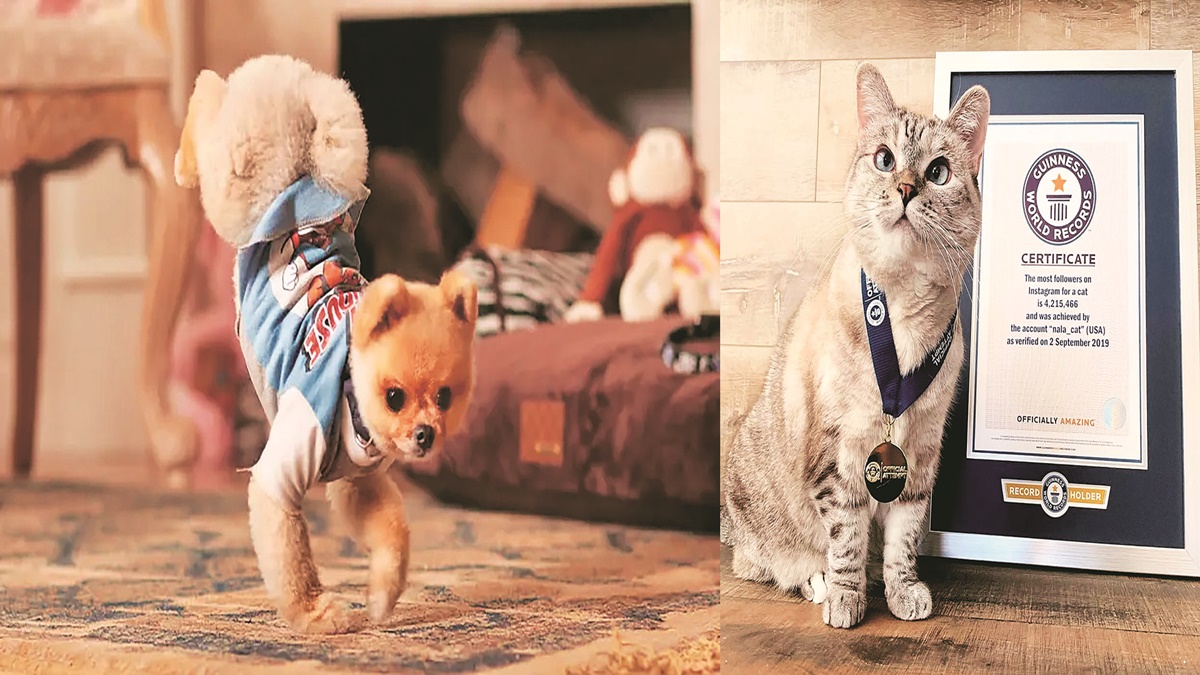 pets, lifestyle, lifestyle news, Jiffpom, Diet Coke, Ned Sneakers