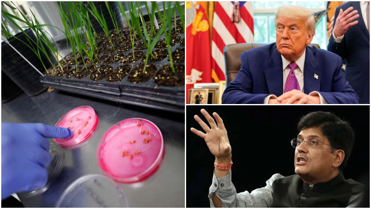 India-US trade talks, GM crops