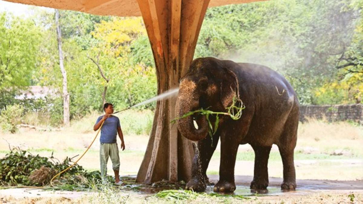 Tears, Triumph, and 18 Years of Wait: RCB’s first IPL title triggers emotional scenes