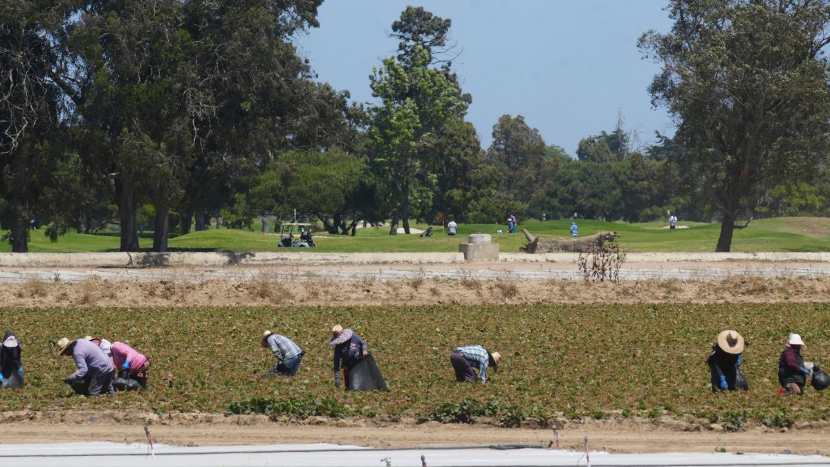 Farmers skip work amid immigration crackdown and ICE raids.