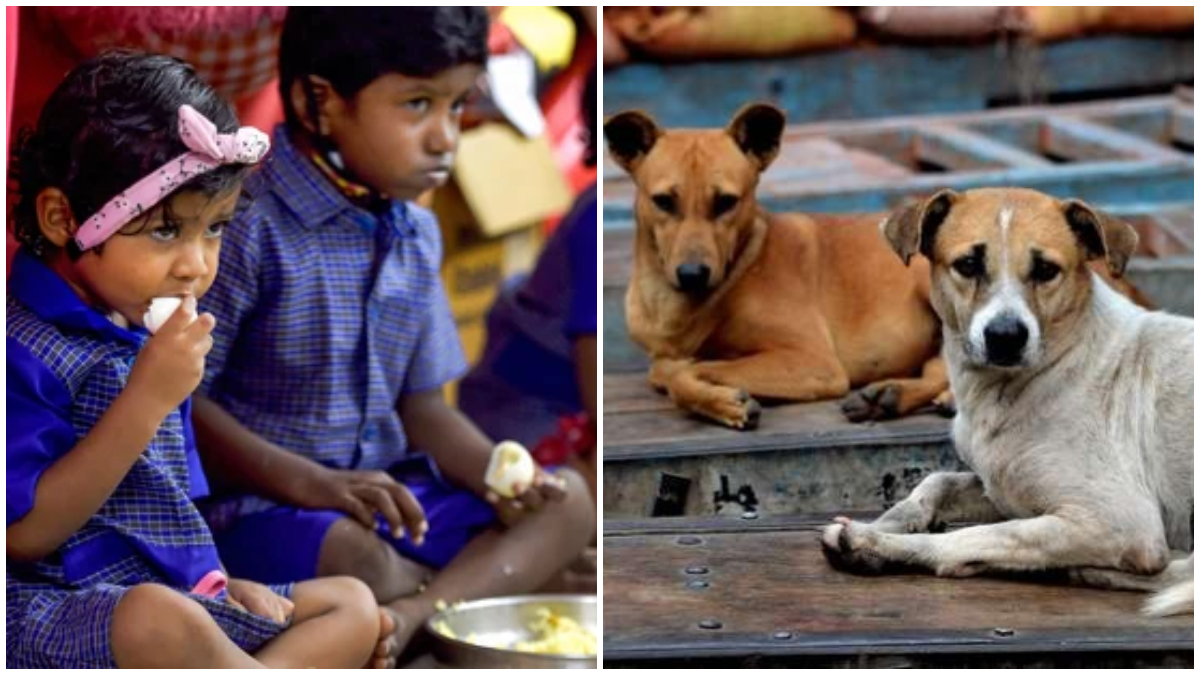 meals for dogs in Bengaluru