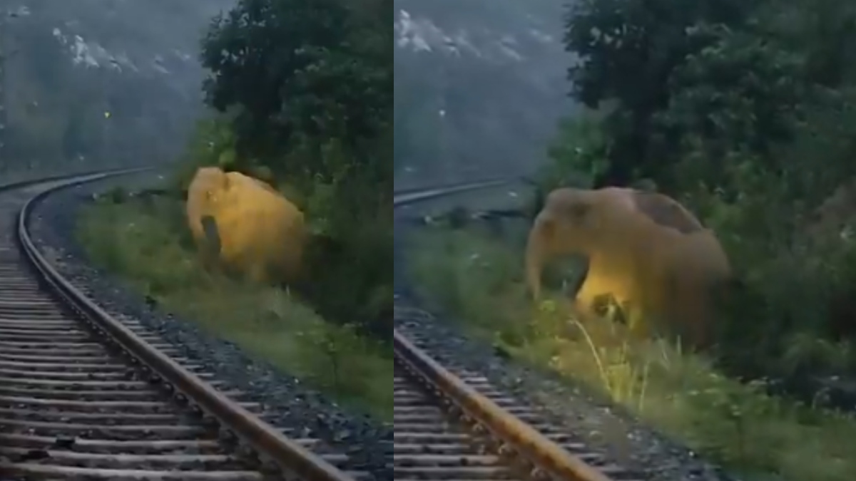 Train halts 2 hours as elephant gives birth on tracks in Jharkhand, Union Minister shares video