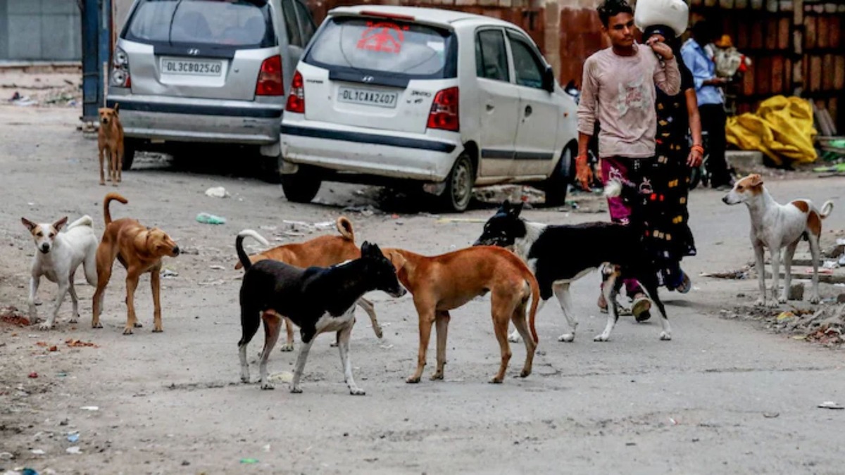 delhi, stray dogs, stray dogs order, delhi stray dogs, supreme court, sc news, world dog population