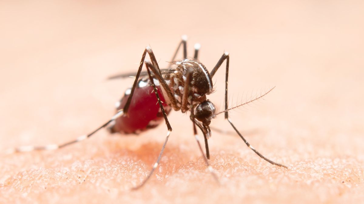 WHO-recommended spatial repellents can cut mosquito bites by 50%