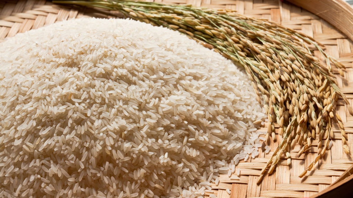 agriculture, export. rice, buffalo meat, fruits, vegetables