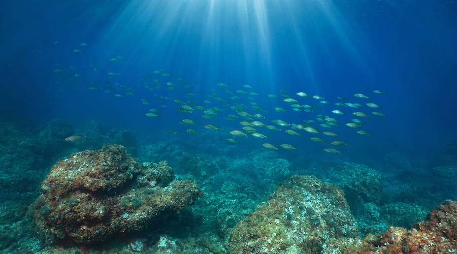 Oceans protection law to tighten squeeze on seabed miners