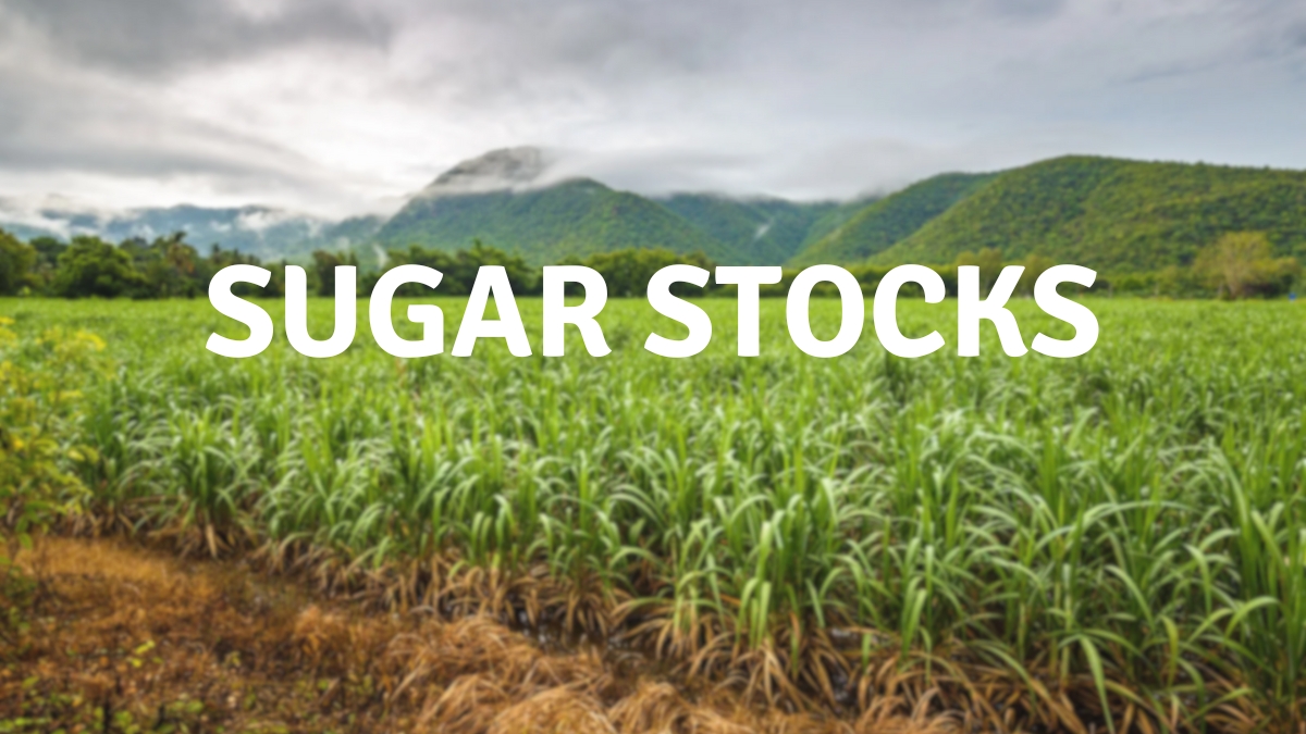 Sugar stocks today, September 02