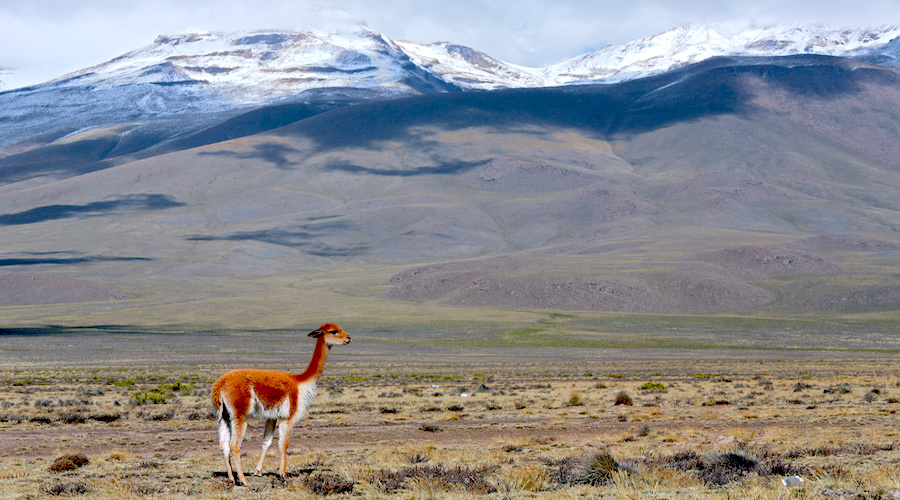 南铜的TíaMaría取消本地收入40%