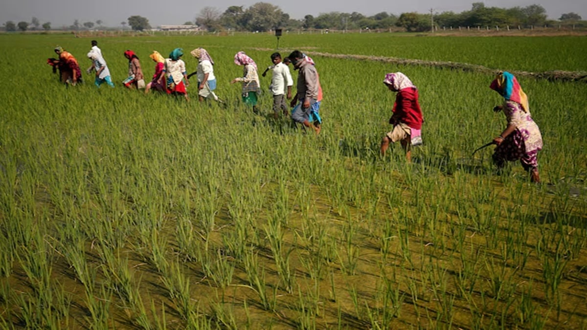 Centre Pushes States to Expedite Crop Loss Assessment for Timely Kharif Compensation Amid Excess Rain.