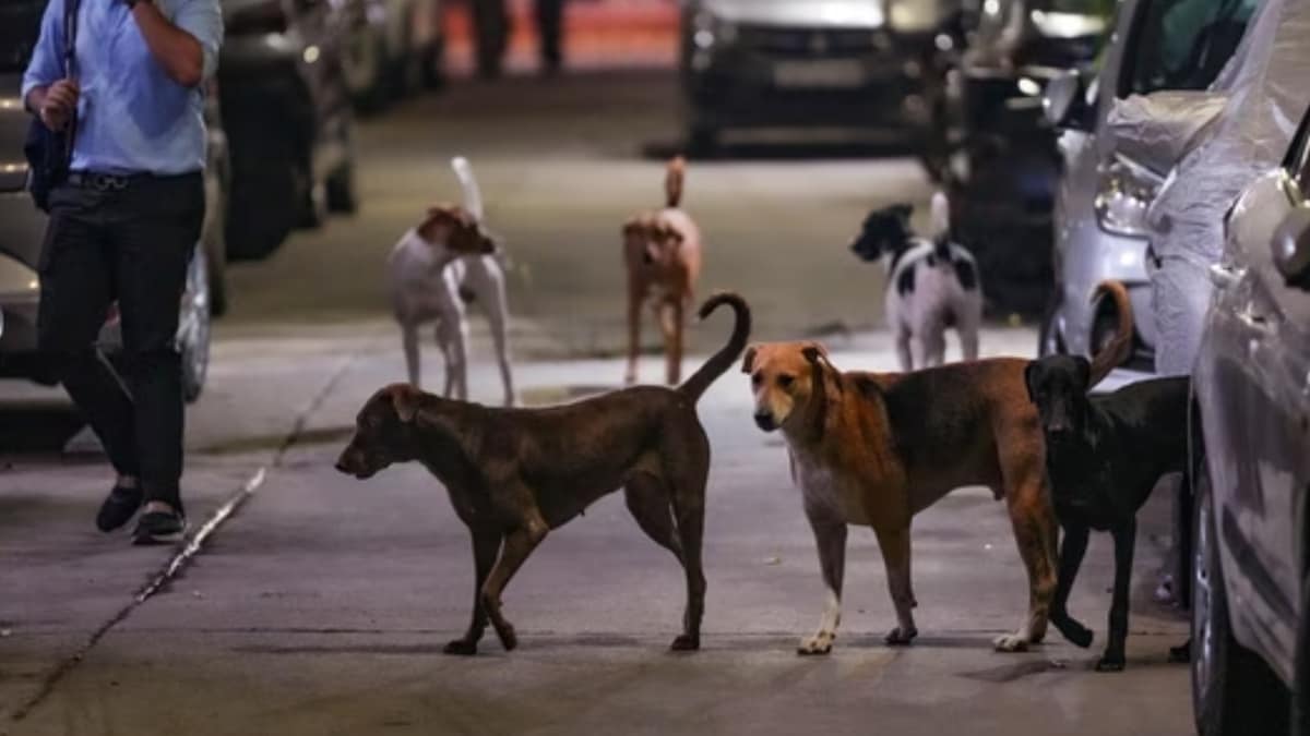 After Kenyan and Japanese coaches were bitten by dogs at JLN Stadium, social media users have called on authorities to relocate strays to shelter homes.