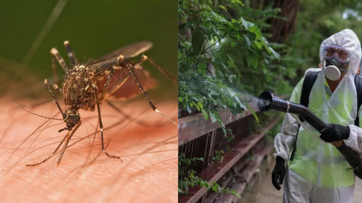 What is chikungunya virus? New York reports the first locally transmitted case in the US in six years