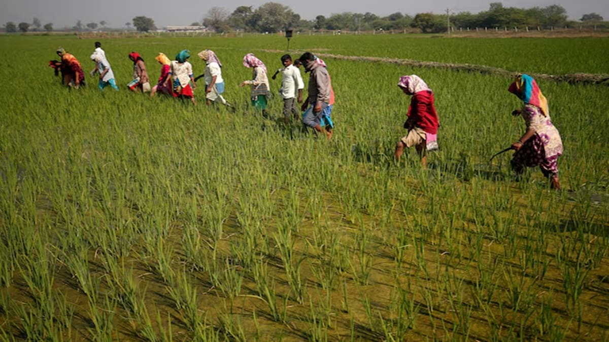 Government Hikes Rabi MSPs by 4-10%; Wheat at ₹2,585/Quintal, Safflower Sees Biggest Jump. (Image Source: Reuters)