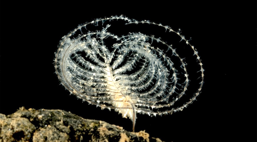 Study warns deep-sea mining waste threatens ocean life