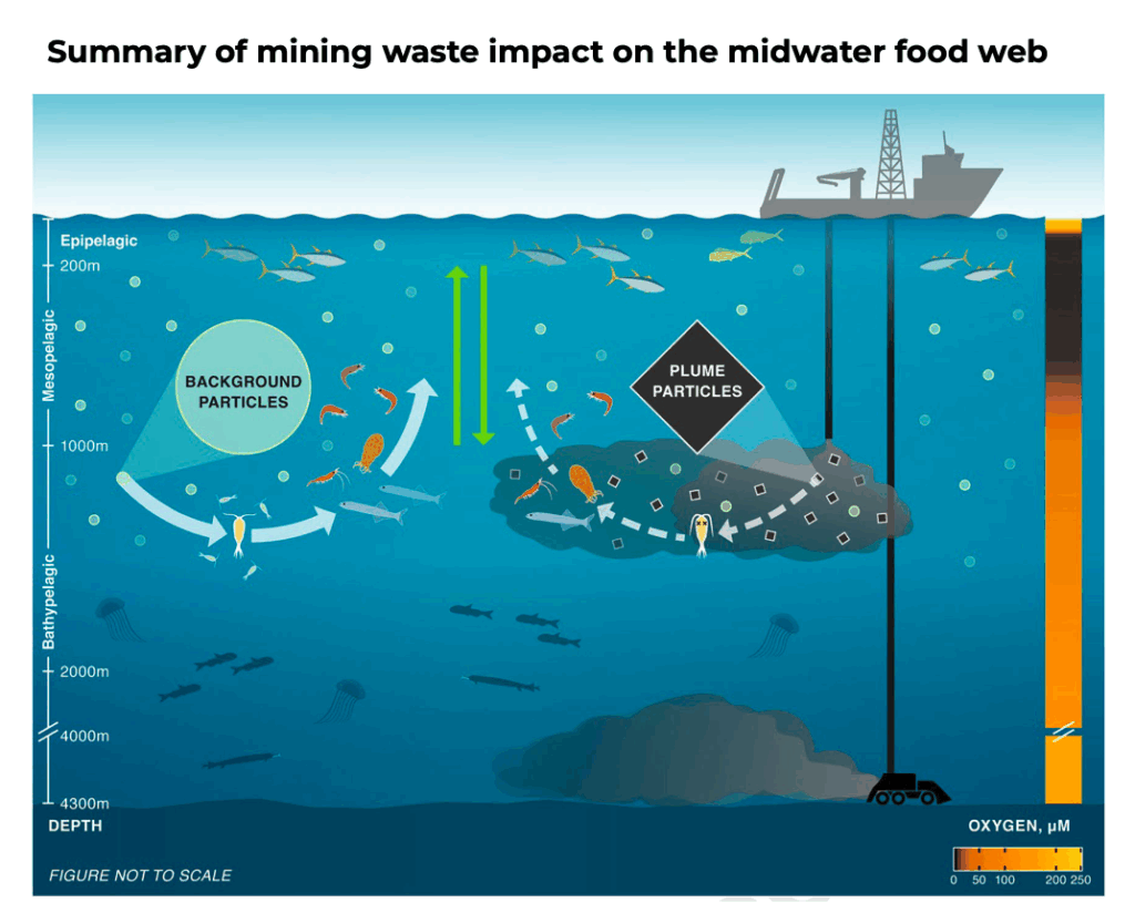 研究警告深海采矿废物威胁海洋生物