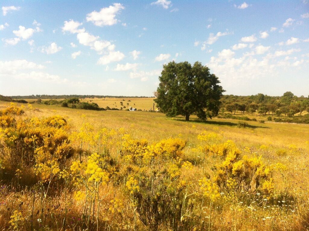 Berkeley Energia 因铀项目纠纷向西班牙提出 $1.25B 索赔